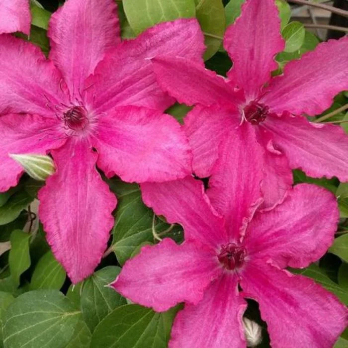 Клематис Барбара / Clematis Barbara /