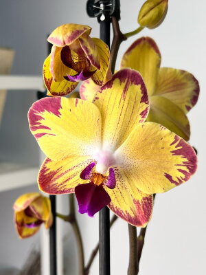 Орхидея phalaenopsis Sogo Relex 1671. Домашнее цветение ...