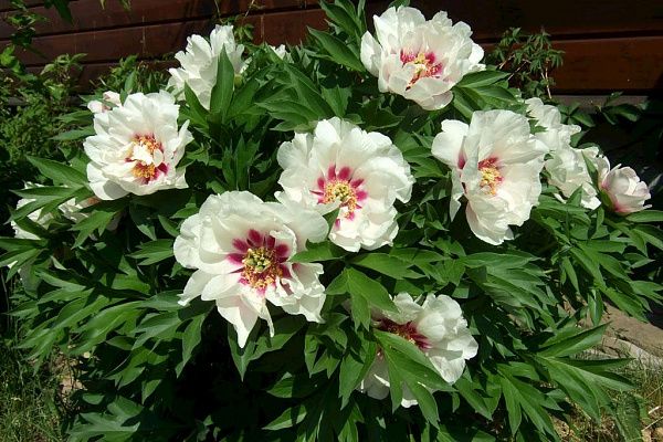 Paeonia Cora Louise ...