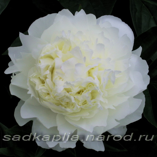 Paeonia `Cheddar Surprise` SOLD OUT