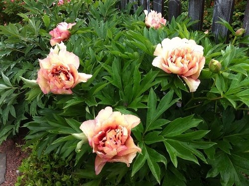 Пион травянистый Альберт Крусс (Paeonia Albert Crousse) 5 л ...