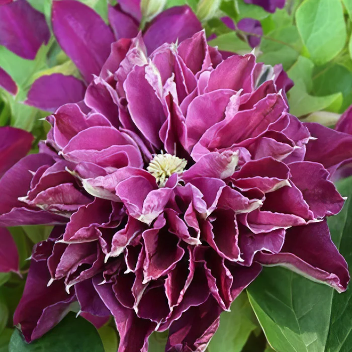 Clematis 'Innocent Glance' PBR - GARDENIDEA