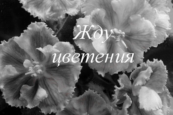 Майские цветы!: je_nny — LiveJournal