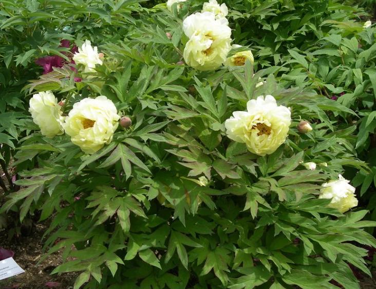 Пион Афины (Paeonia Athens) купить в Москве по низкой цене из ...