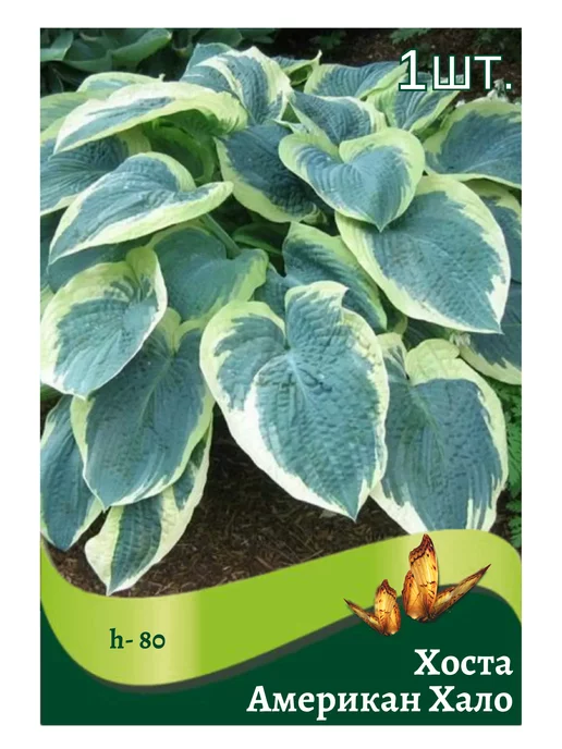 Файл:Hosta 'American Halo'.jpg — Википедия