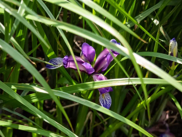 Iris pseudacorus ...