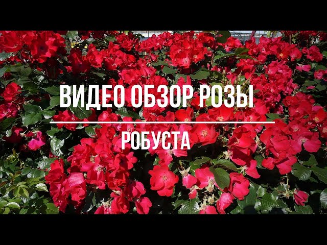 Сорт розы Робуста - фото, описание и отзывы