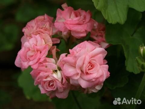 Grainger,s Antique Rose