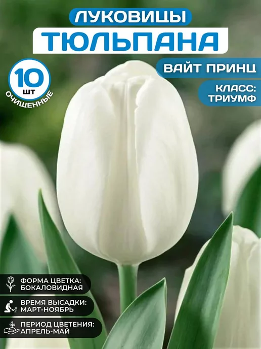 🌷 Тюльпаны оптом от поставщика в Санкт ...