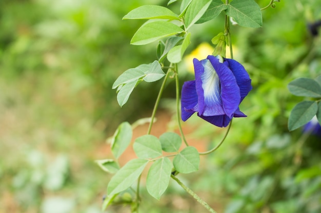 Скачать картинки Butterfly bush, стоковые фото Butterfly bush ...