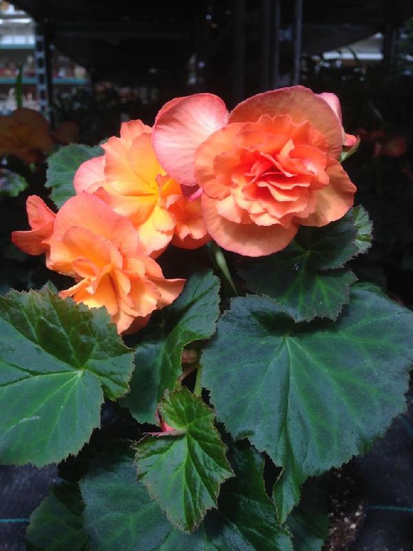 Бегония Элатиор Белов Пич (Begonia Elatior Belove Peach ...