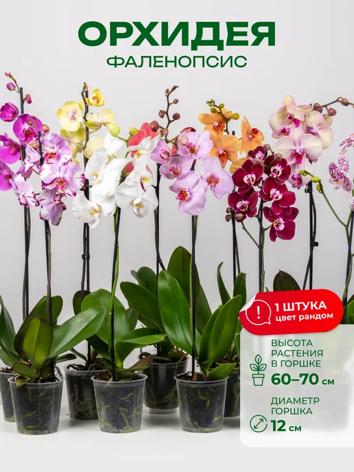 ᐉ Искусственная Орхидея в горшке Flora 55 см (72680 ...