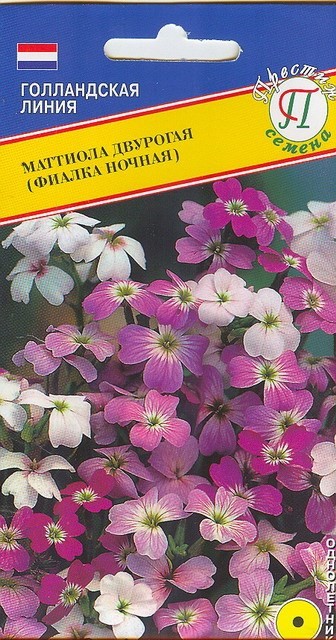 7 причин, почему у вас никак не цветут комнатные фиалки ...