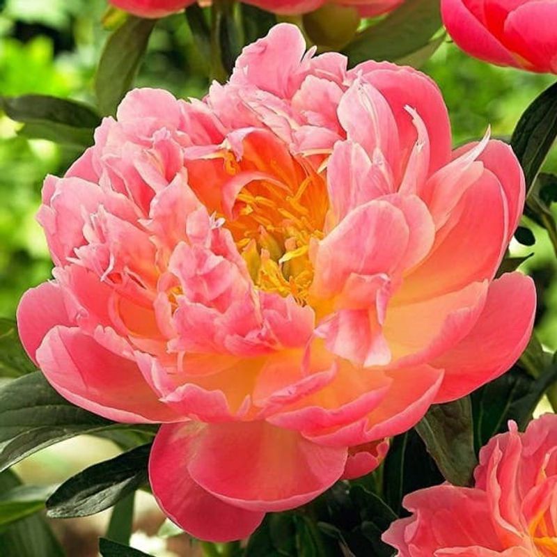 Peony 'Pink Hawaiian Coral' — The Lily Garden