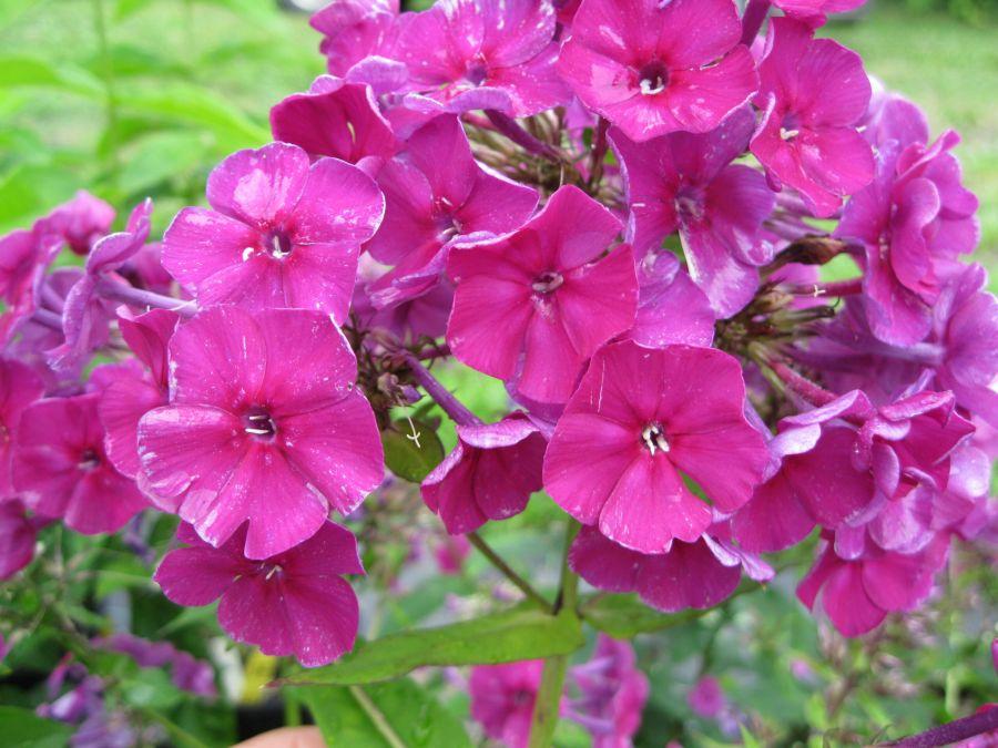 Флокс метельчатый Цвет Яблони (Phlox paniculata Tsvet yabloni ...