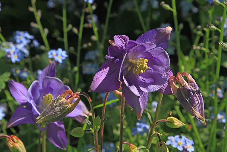 Аквилегия, водосбор, орлик (Aquilegia ...