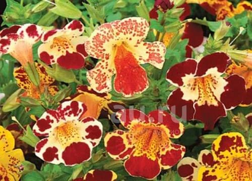 Губастик гибридный (Mimulus x hybrida)