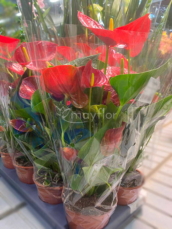 Anthurium Jumbo Sweet