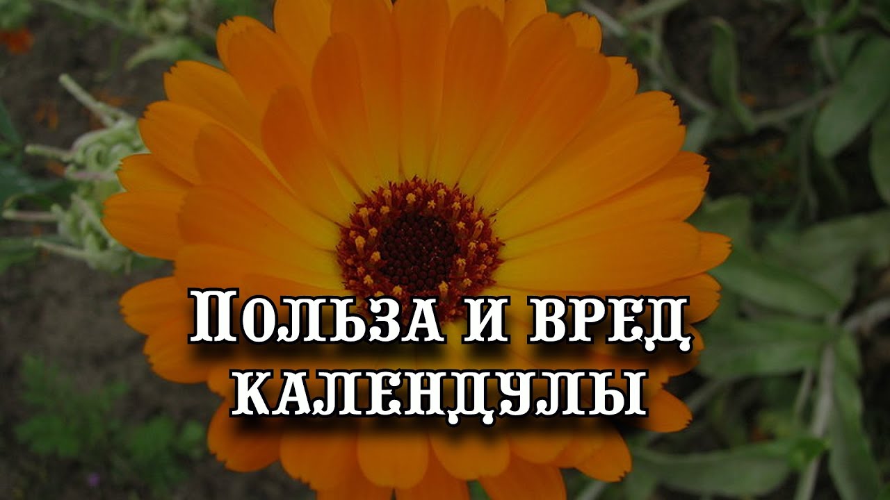 Каланхоэ блоссфельда: правильный уход - Flowers.ua