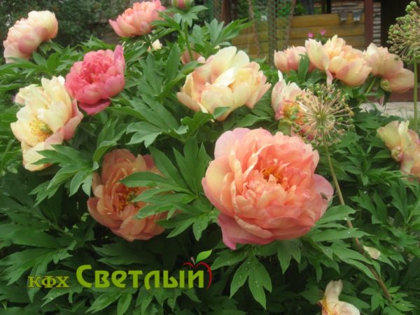 Пион Канарский Бриллиант Paeonia Itoh Canary Brilliants