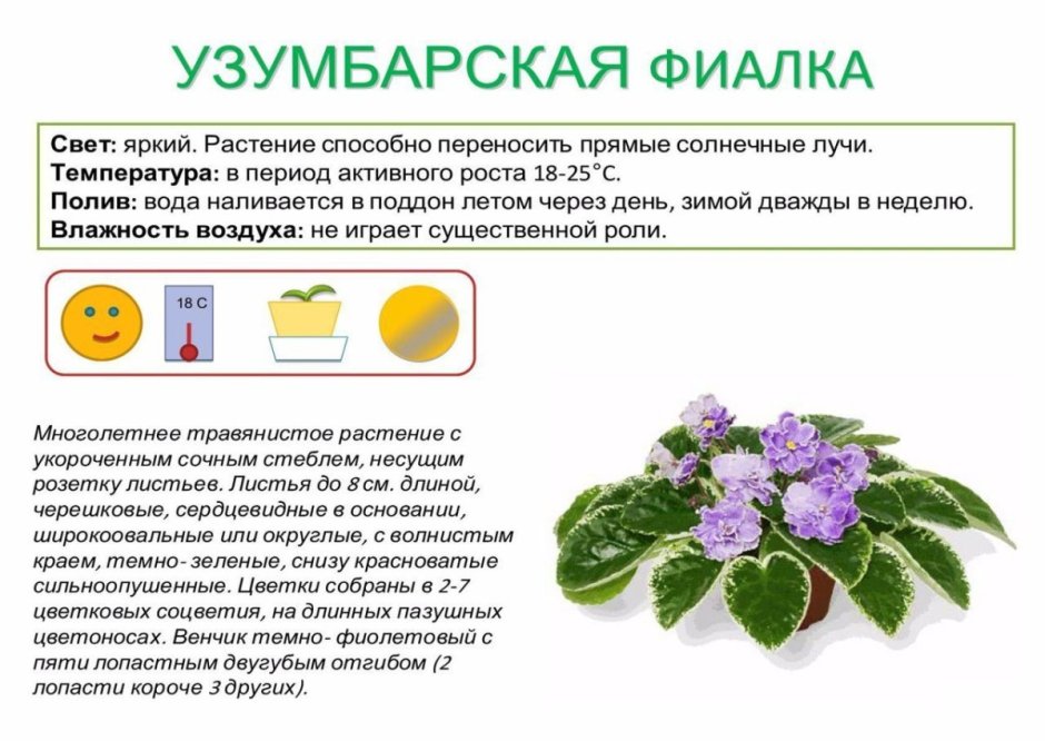 Фиалки (листики, детки, стартёры, молодые кустики.): 10 грн ...