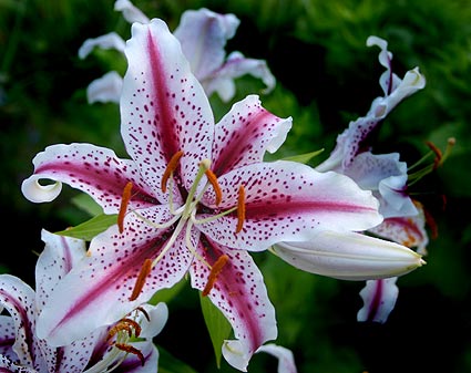 Lilium Dizzy Oriental Lily - 5 Bulbs in Oman | Whizz Flowers