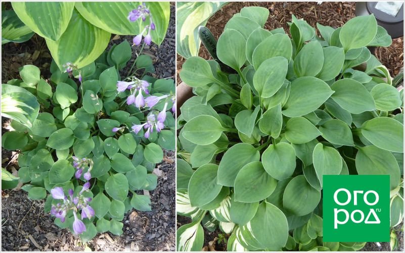 Hosta ´Medusa ´ | Lepiku-Mardi Talu