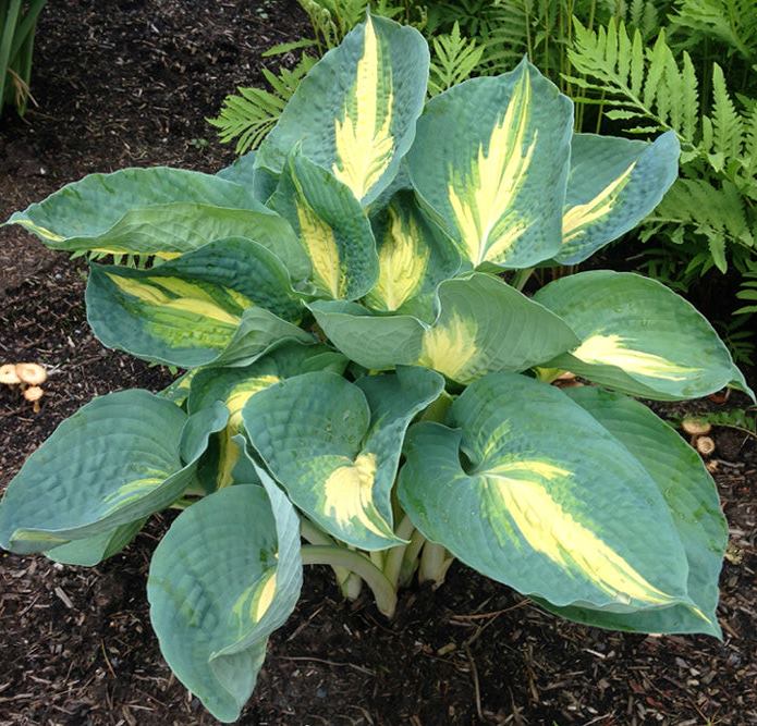 Hosta Snow Cap — Плідник Круглик