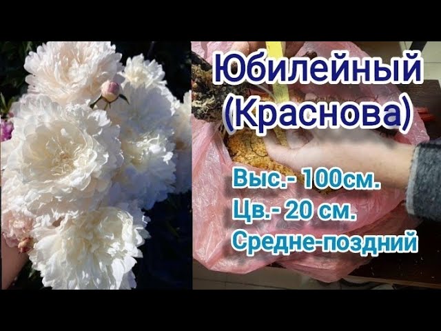 Пион Юбилейный ГБС - каталог 2024 Поляна грез