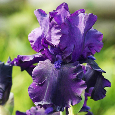 Ирис болотный, аировидный (Купить Iris pseudacorus)