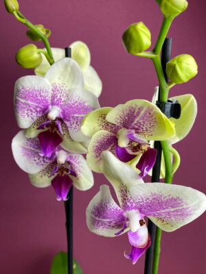 Phalaenopsis 