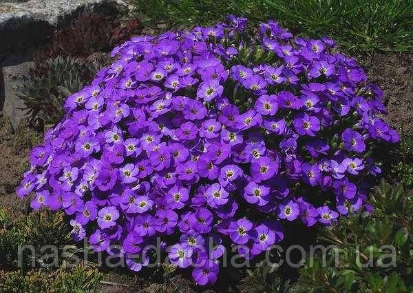 Aubrieta 'Cascade Red ...