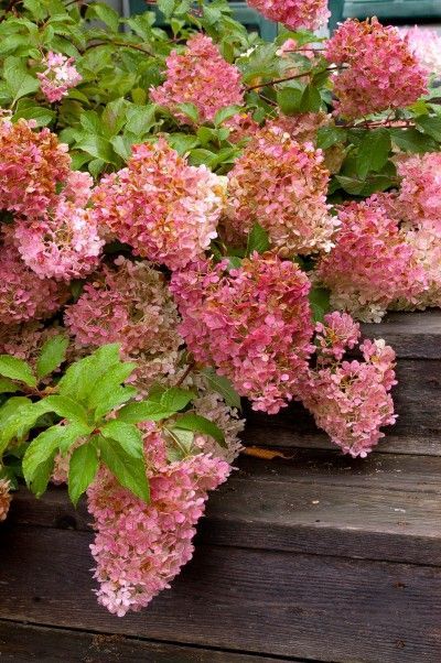 Гортензия Коттон Крем - Hydrangea Cotton Cream продаем из ...