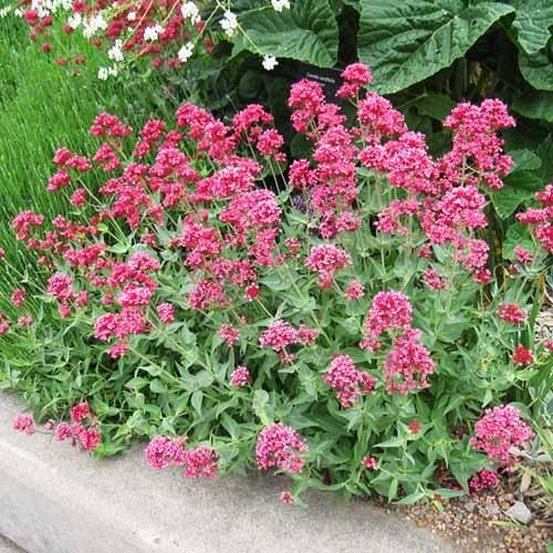 Валериана красная ( Сentranthus ruber Coccineus) 490 руб. AGRO67