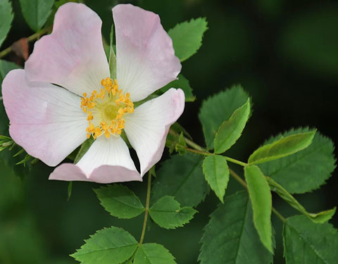 Экстракт шиповника | Rosa Canina L. Добавка