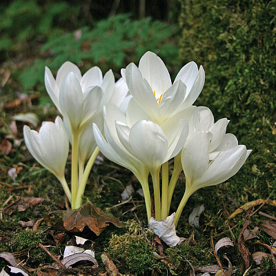 Осенний цветок безвременник - Colchicum ...