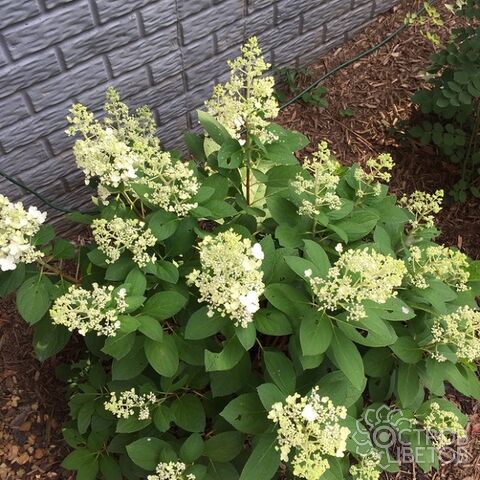 Гортензия метельчатая Брюсселс Лейс (Hydrangea Brussels Lace ...