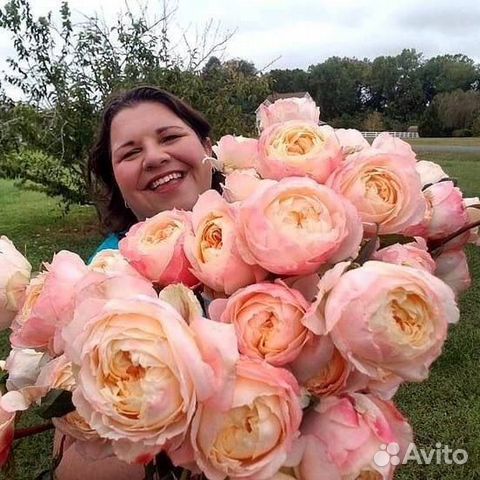 Princess Aiko (Принцесса Айко), Keisei Rose Nursery Япония ...