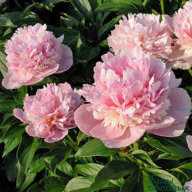 Paeonia 'Angel Cheeks' - Садовые ноты