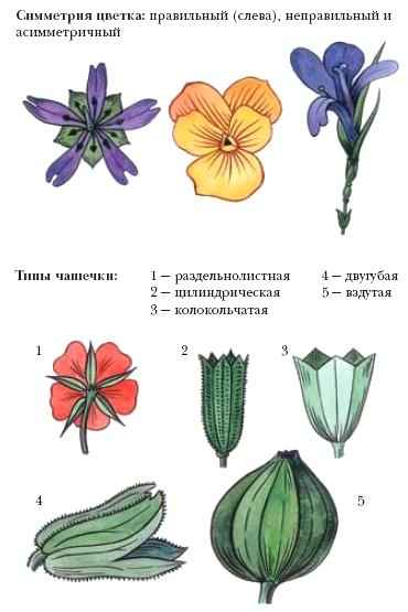 Органы растений. Цветок - презентация онлайн