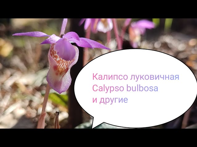 Phal Calipso peloric