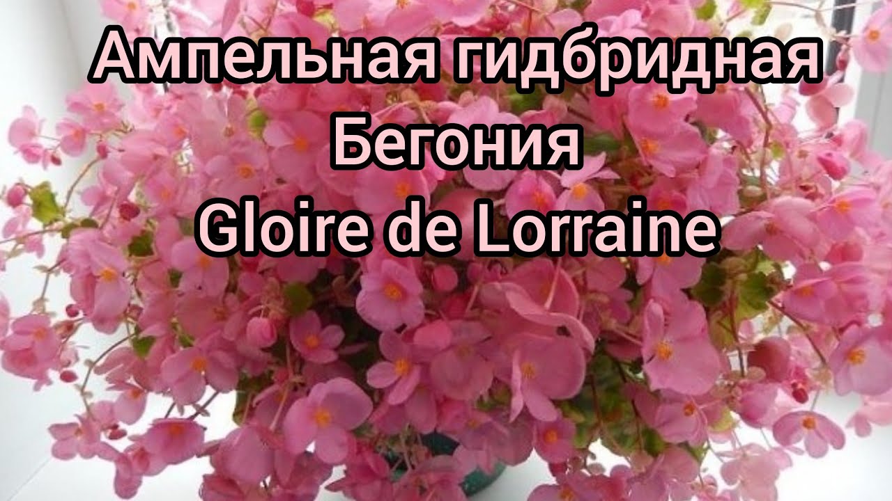 Бегония Глуар де Лоррен, отросток – купить в Красноярске ...