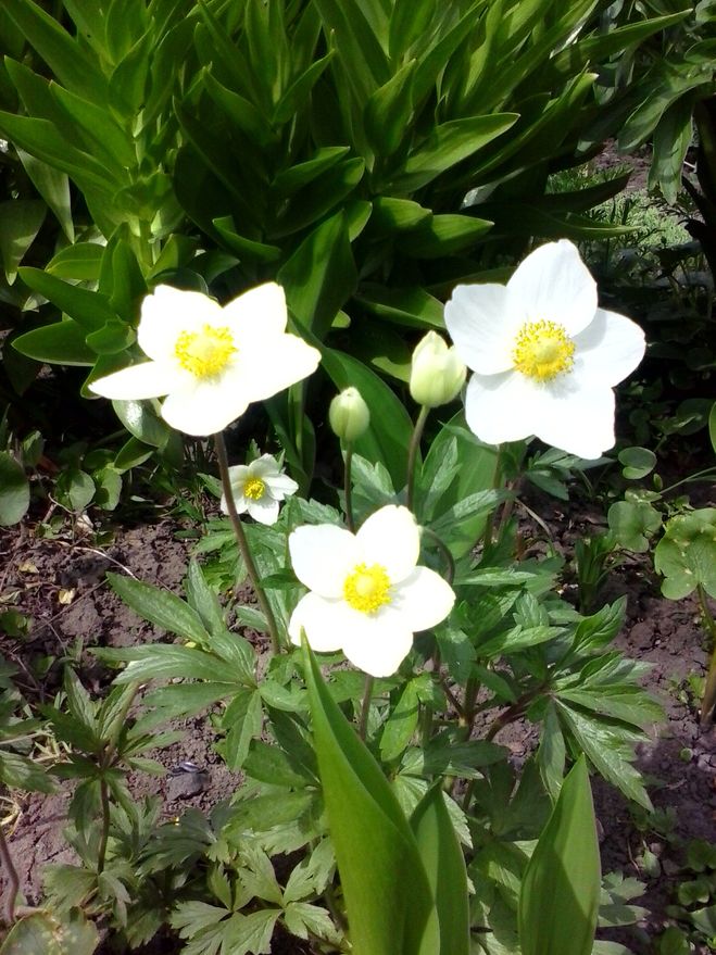 Zephyranthes Alba ...