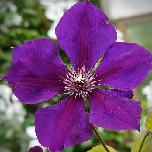 Clematis 'Gipsy Queen' (LL) — Plant ...