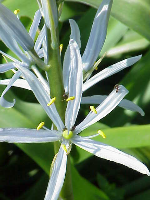 Камассия Caerulea