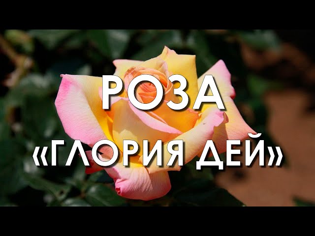 Саженцы чайно-гибридной розы Глория Дей (Gloria Dei) - 5 шт ...