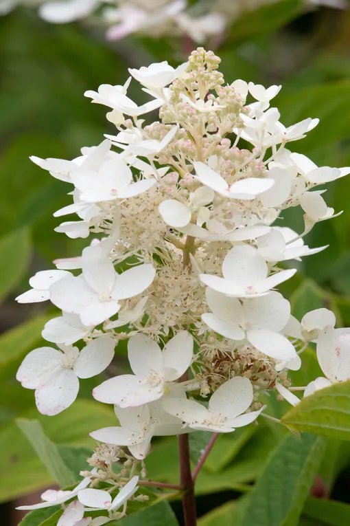 Гортензия метельчатая Вайт Леди. (Hydrangea paniculata White ...