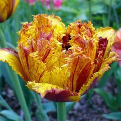 Tulipa Bastia - Tulpe mit Fransen - Gartenshop - Matelma