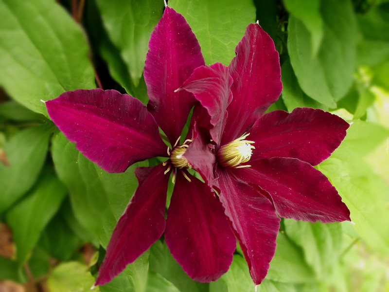 Клематис Ниобе (Clematis Niobe) (ID ...