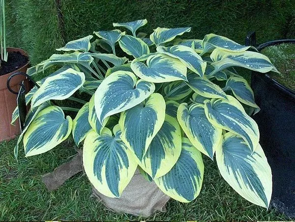 Хоста Hosta First Frost